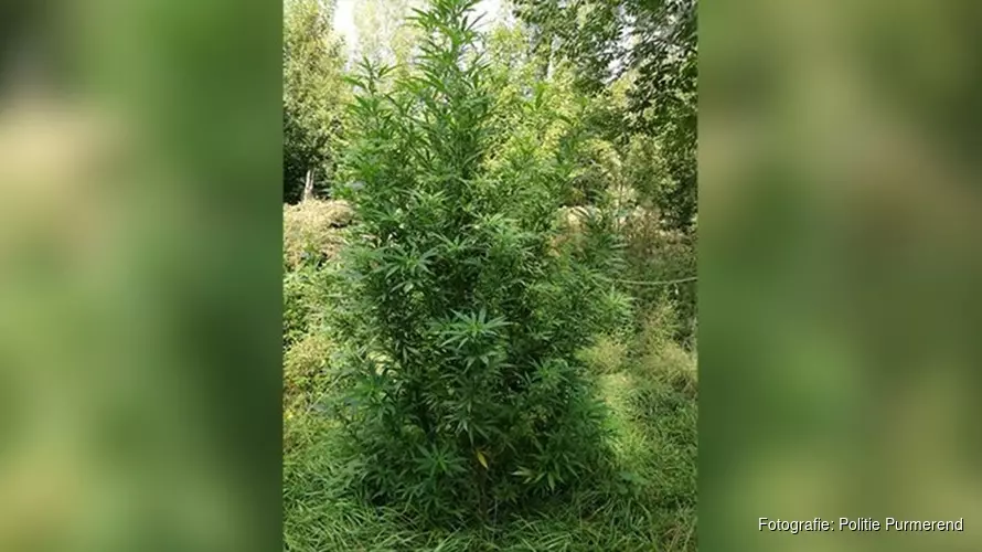 Politie ontmantelt wietplantage in Purmerbos