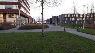 Getuigenoproep mishandeling hond