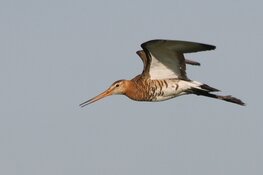Help de weidevogels en meld je aan voor een cursus