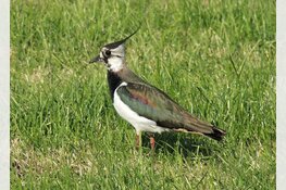 Help de weidevogels en meld je aan voor een cursus