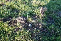 Eerste kievitsei Noord-Holland gevonden op 5 maart 2019