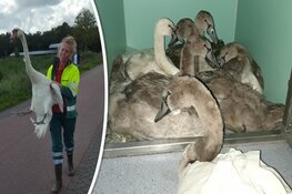 Automobilist rijdt zwanenfamilie aan: pul en papa-zwaan dood